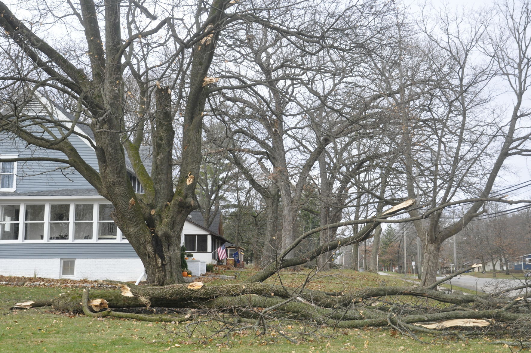 Tree limbs downed by storm